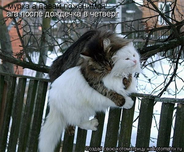 Котоматрица: мурка а давай поженимся ага после дождечка в четверг