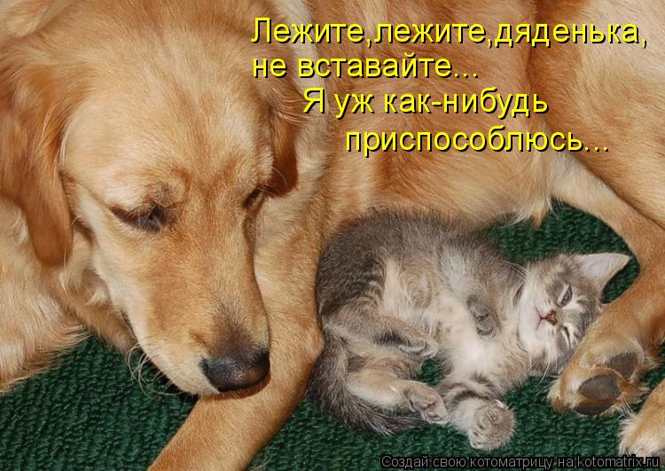 Лежите,лежите,дяденька, не вставайте... Я уж как-нибудь приспособлюсь...... Котоматрица: Лежите,лежите,дяденька, не вставайте... Я уж как-нибудь приспособлюсь...