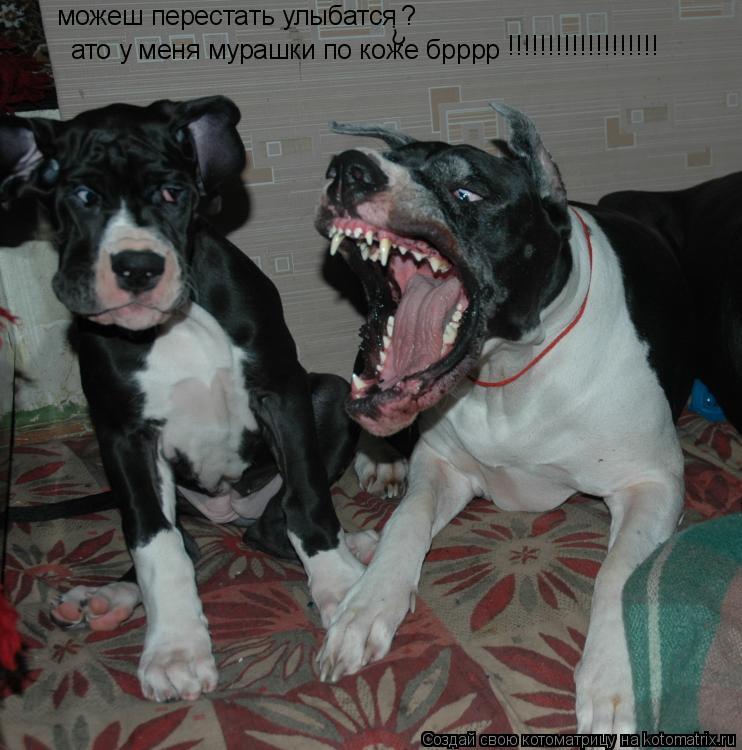 Котоматрица: можеш перестать улыбатся ато у меня мурашки по коже брррр ? ? !!!!!!!!!!!!!!!!!!!