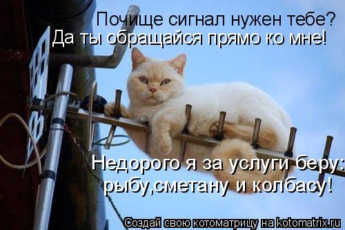 Котоматрица: Почище сигнал нужен тебе? Да ты обращайся прямо ко мне! Недорого я за услуги беру: рыбу,сметану и колбасу!