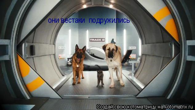 Котоматрица: они вестаки  подружились они вестаки  подружились