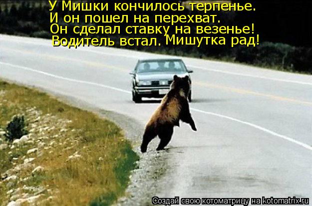 Котоматрица: У Мишки кончилось терпенье. И он пошел на перехват. Он сделал ставку на везенье! Водитель встал. Мишутка рад!