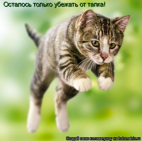 Котоматрица: Осталось только убежать от тапка!