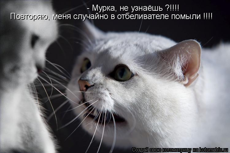 Котоматрица: - Мурка, не узнаёшь ?!!!! Повторяю, меня случайно в отбеливателе помыли !!!!
