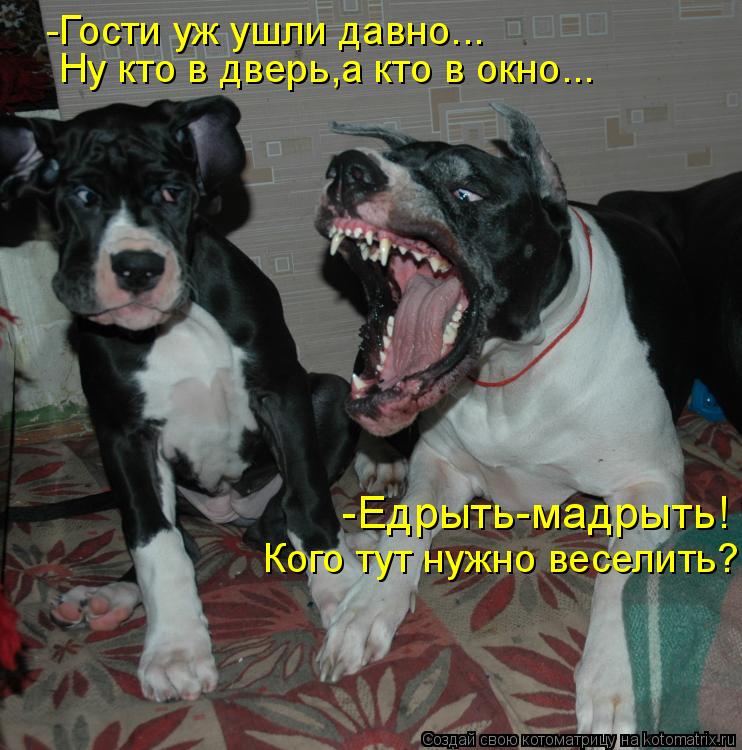 Котоматрица: -Едрыть-мадрыть! Кого тут нужно веселить? -Гости уж ушли давно... Ну кто в дверь,а кто в окно...