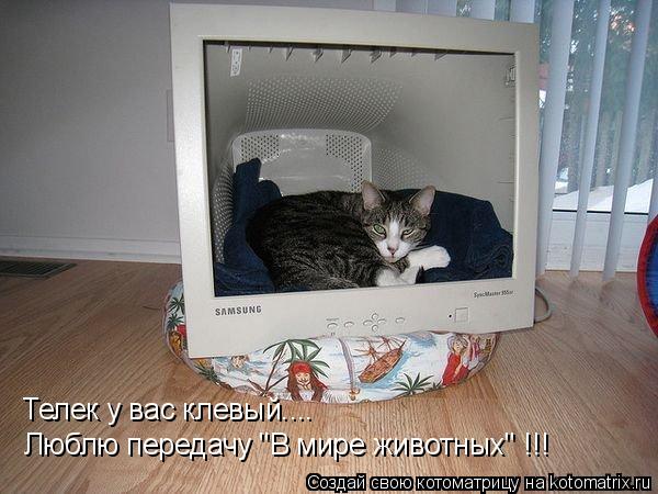 Котоматрица: Телек у вас клевый.... Люблю передачу "В мире животных" !!!