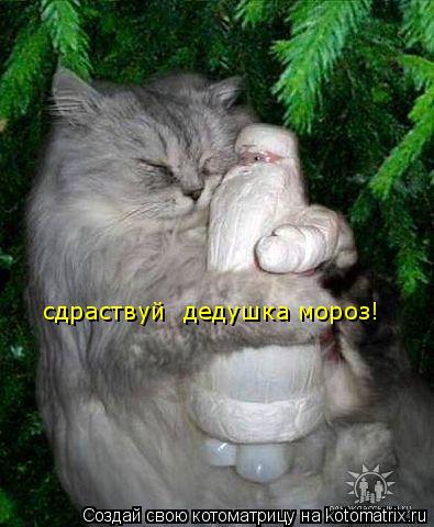 Котоматрица: сдраствуй  дедушка мороз!