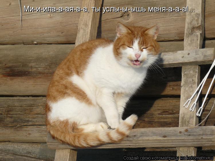 Котоматрица: Ми-и-ила-а-ая-а-а, ты услы-ы-ышь меня-а-а-а!...