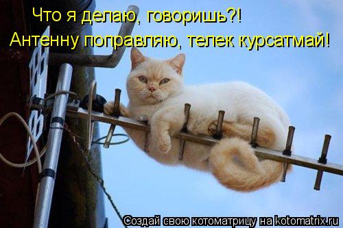 Котоматрица: Что я делаю, говоришь?! Антенну поправляю, телек курсатмай!