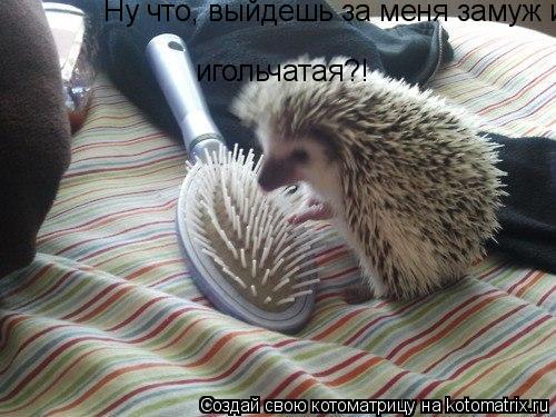 Котоматрица: Ну что, выйдешь за меня замуж игольчатая?! игольчатая?!