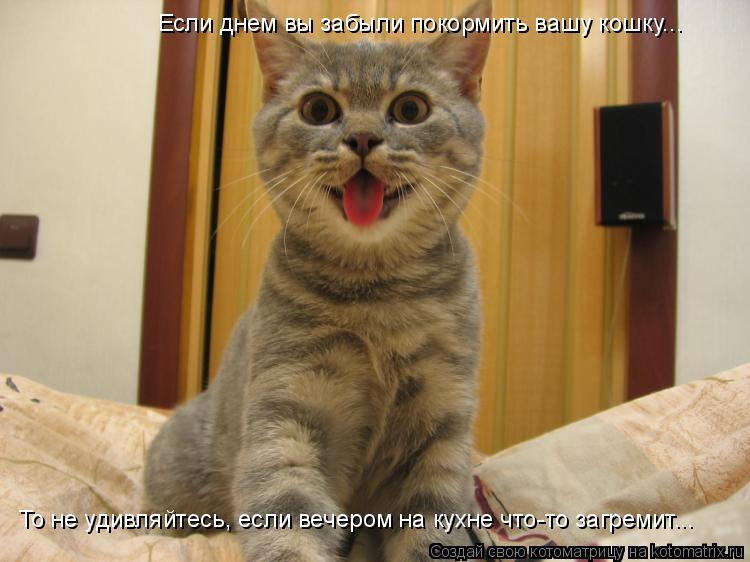 Котоматрица: То не удивляйтесь, если вечером на кухне что-то загремит... Если днем вы забыли покормить вашу кошку...