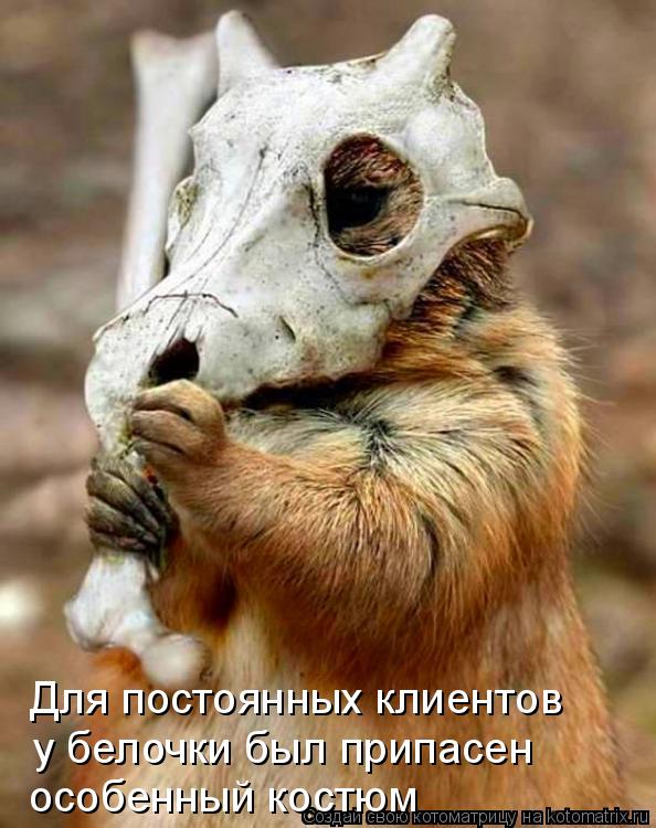Котоматрица: Для постоянных клиентов у белочки был припасен особенный костюм