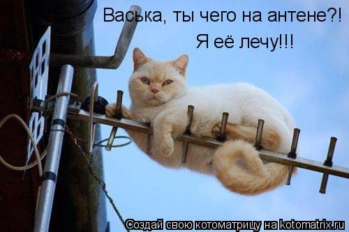 Васька, ты чего на антене?! Я её лечу!!!... Котоматрица: Васька, ты чего на антене?! Я её лечу!!!