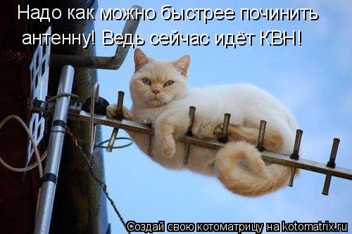 Котоматрица: Надо как можно быстрее починить антенну! Ведь сейчас идёт КВН!