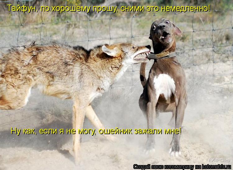 Котоматрица: Тайфун, по хорошему прошу, сними это немедленно! Ну как, если я не могу, ошейник зажали мне!