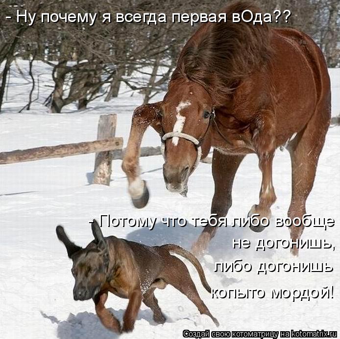 Котоматрица: - Ну почему я всегда первая вОда?? - Потому что тебя либо вообще не догонишь, либо догонишь копыто мордой!