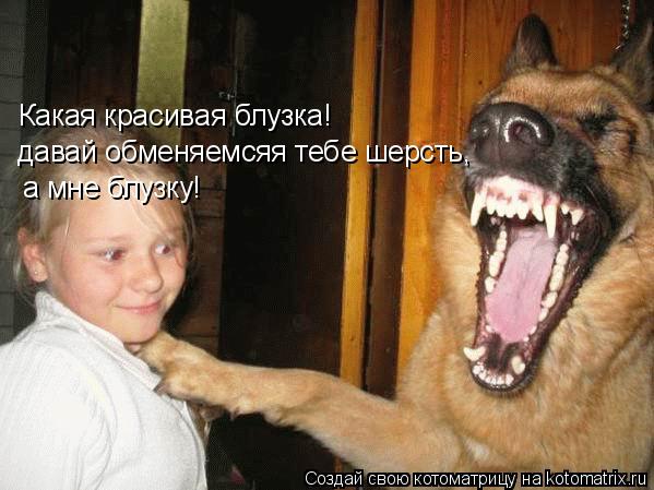 Котоматрица: Какая красивая блузка! давай обменяемсяя тебе шерсть,  а мне блузку!
