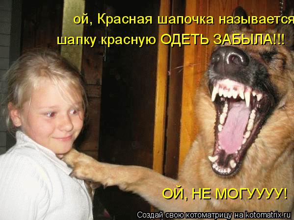 Котоматрица: ой, Красная шапочка называется!  шапку красную ОДЕТЬ ЗАБЫЛА!!! ОЙ, НЕ МОГУУУУ!