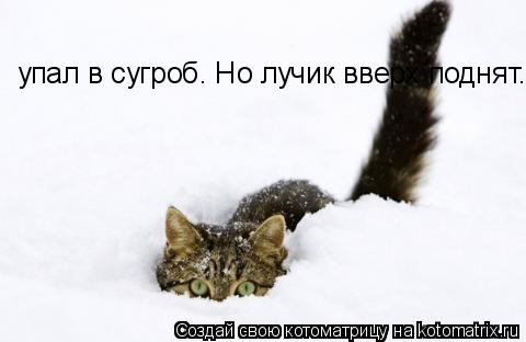 Котоматрица: упал в сугроб. Но лучик вверх поднят...