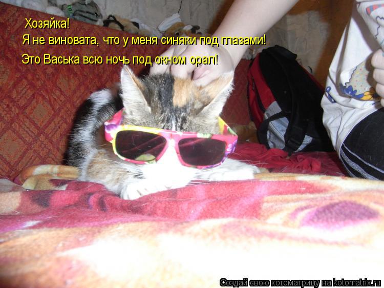 Котоматрица: Хозяйка!  Я не виновата, что у меня синяки под глазами!  Это Васька всю ночь под окном орал!