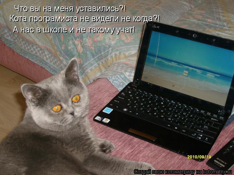 Котоматрица: Что вы на меня уставились?!  Кота програмиста не видели не когда?! А нас в школе и не такому учат!