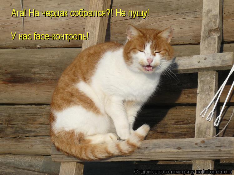Котоматрица: У нас face-контроль! Ага! На чердак собрался?! Не пущу!