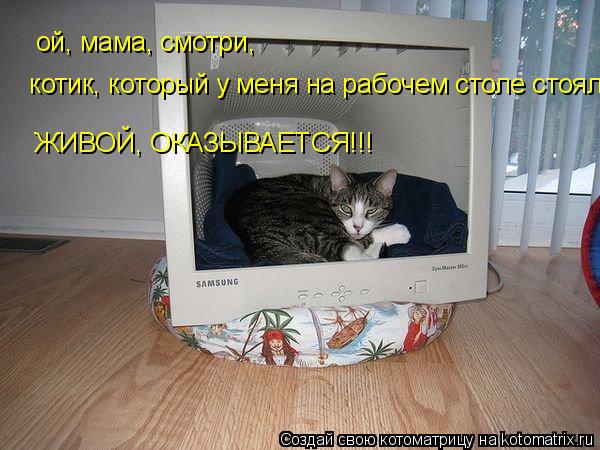 Котоматрица: ой, мама, смотри,  котик, который у меня на рабочем столе стоял  ЖИВОЙ, ОКАЗЫВАЕТСЯ!!!