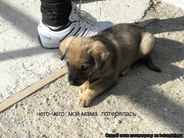 Котоматрица: чего-чего..моя мама  потерялась