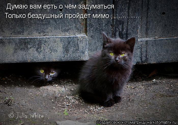 Котоматрица: Думаю вам есть о чём задуматься Только бездушный пройдёт мимо ..............