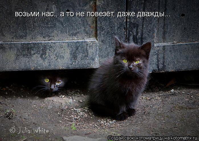 Котоматрица: возьми нас.. а то не повезёт, даже дважды...