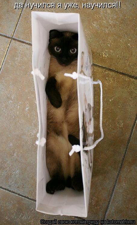 Котоматрица: да нучился я уже, научился!!