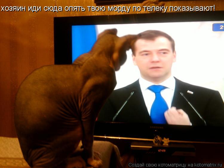 Котоматрица: хозяин иди сюда опять твою морду по телеку показывают!