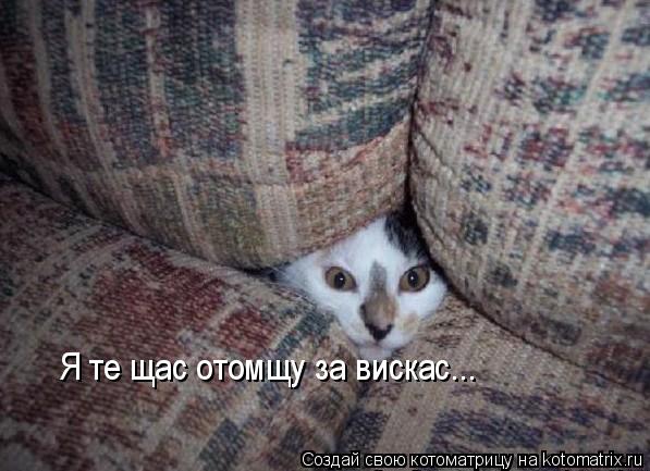 Котоматрица: Я те щас отомщу за вискас...