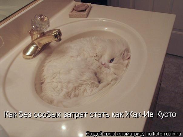 Котоматрица: Как без особых затрат стать как Жак-Ив Кусто
