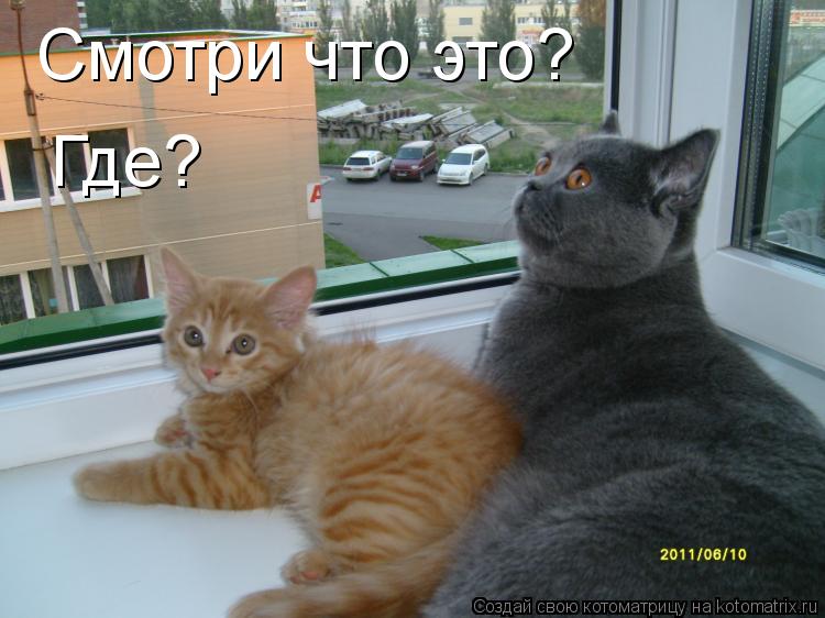Котоматрица: Смотри что это? Где?