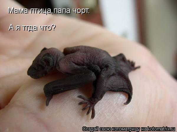 Котоматрица: Мама птица,папа чорт. А я тгда что?