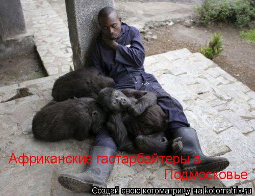 Котоматрица: Африканские гастарбайтеры в   Подмосковье