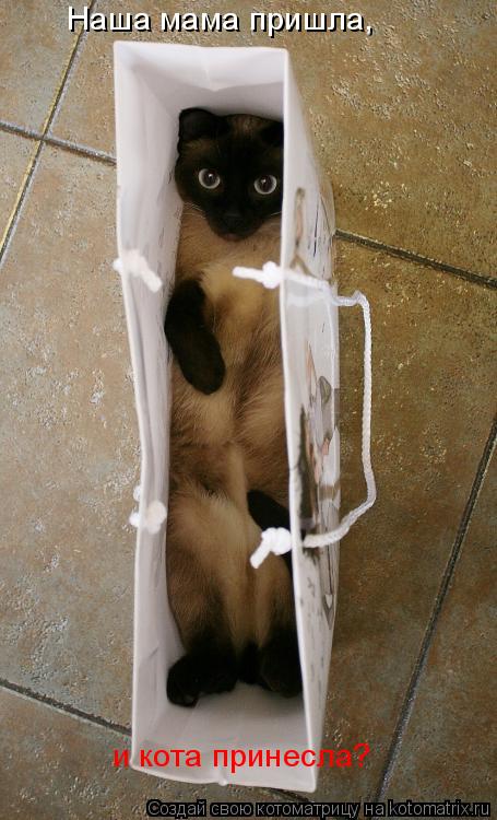 Котоматрица: Наша мама пришла, и кота принесла?