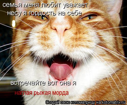 семья меня любит уважает несу я гордость на себе несу я гордость на себе встречайте вот она я наглая... Котоматрица: семья меня любит уважает несу я гордость на себе несу я гордость на себе встречайте вот она я наглая рыжая морда