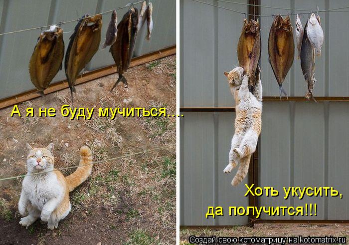 Котоматрица: А я не буду мучиться.... Хоть укусить, да получится!!!