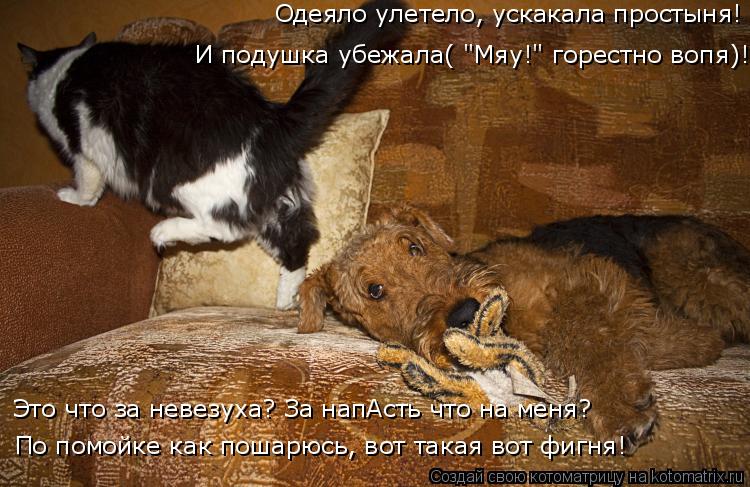 Одеяло улетело, ускакала простыня! И подушка убежала( "Мяу!" горестно вопя)! По помойке как пошарюсь,... Котоматрица: Одеяло улетело, ускакала простыня! И подушка убежала( "Мяу!" горестно вопя)! По помойке как пошарюсь, вот такая вот фигня! Это что за невезуха?
