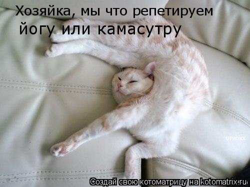 Котоматрица: Хозяйка, мы что репетируем йогу или камасутру