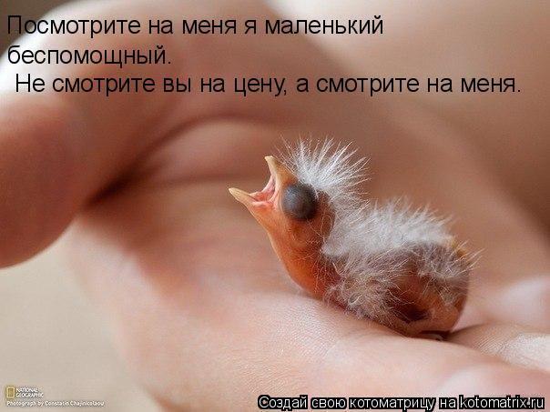 Посмотрите на меня я маленький беспомощный. Не смотрите вы на цену, а смотрите на меня.... Котоматрица: Посмотрите на меня я маленький беспомощный. Не смотрите вы на цену, а смотрите на меня.