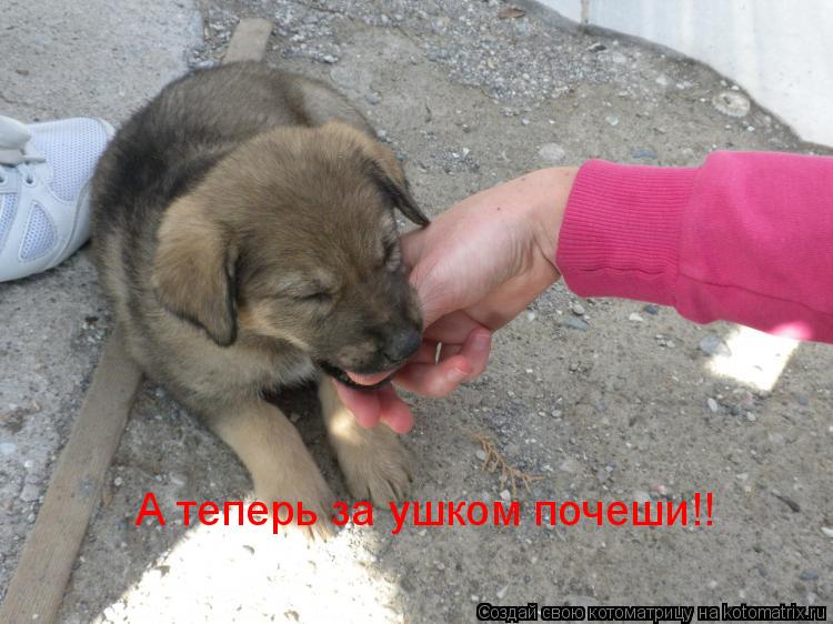 Котоматрица: А теперь за ушком почеши!!