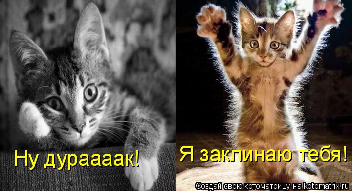 Котоматрица: Я заклинаю тебя! Ну дураааак!