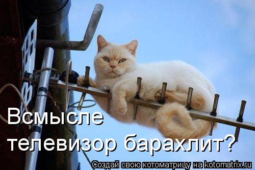 Котоматрица: Всмысле  телевизор барахлит?