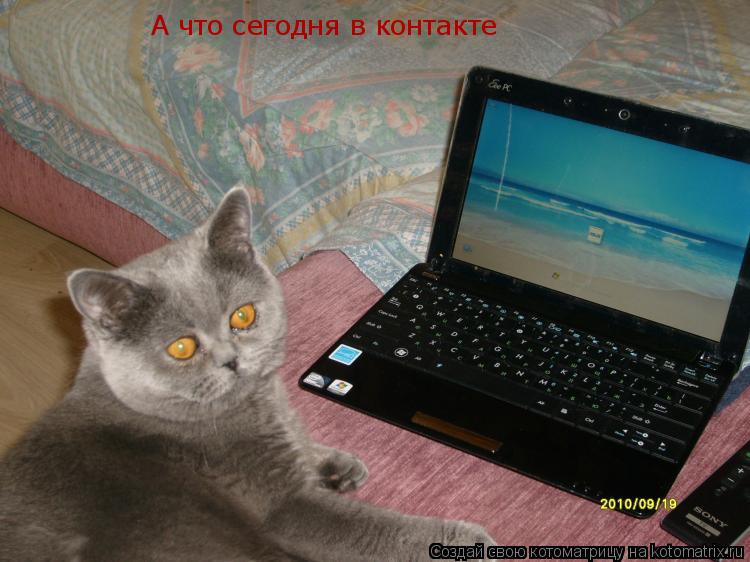 Котоматрица: А что сегодня в контакте