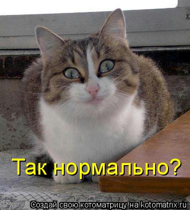 Котоматрица: Так нормально?