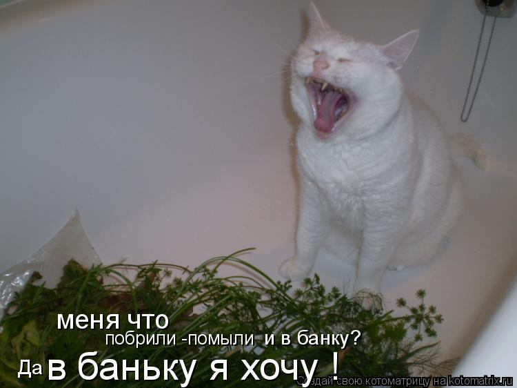 Котоматрица: меня что  побрили -помыли и в банку?  Да  в баньку я хочу !