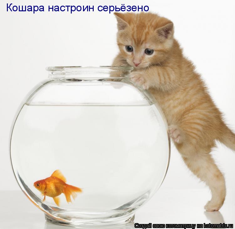 Котоматрица: Кошара настроин серьёзено